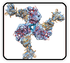 Prefusion structure of trimeric HIV- 1 envelope glycoprotein determined by cryo-electron microscopy