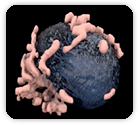 Derivation of neural stem cells from human adult peripheral CD34+ cells for an autologous model of neuroinflammation