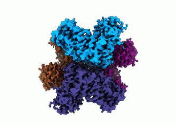 spinning image of plasmodium hexokinase protein showing four subunits in blue, magenta, purple and orange