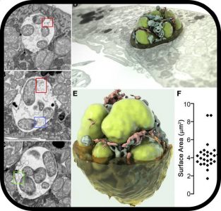 2 dimensional and 3 Dimensional images of luminal structures in a bacterial cell