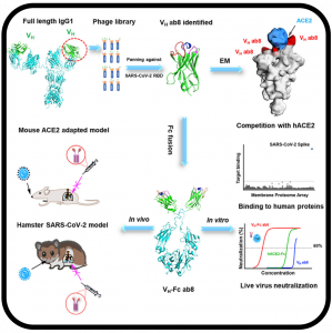 High Potency of a Bivalent Human Vh Domain in SARS-CoV-2 Animal Models